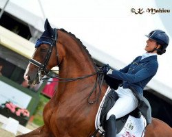 dressage horse Zeyden Gin (KWPN (Royal Dutch Sporthorse), 2004, from Weyden)