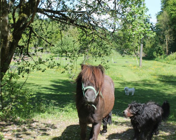 Pferd Cappuccino 64 u. Irena v.d. Rechte Wal (Shetland Pony, 1995)