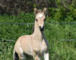 dressage horse Georgino (German Riding Pony, 2021, from Genesis BL)