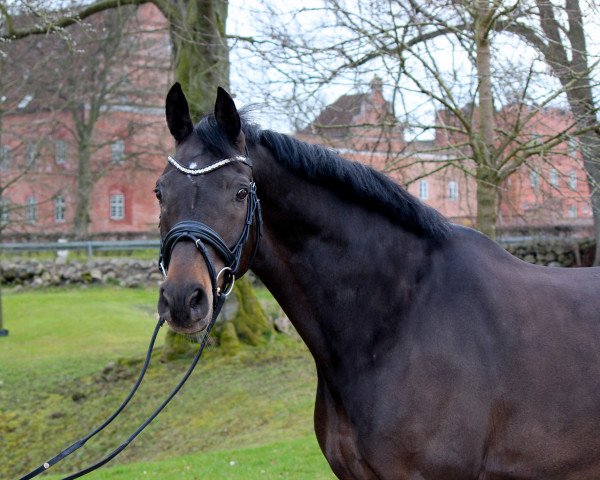 Pferd High Noon (Trakehner, 2006, von Lexico)