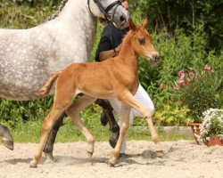 dressage horse Check In GS (German Riding Pony, 2015, from Chianti Classico)