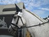 dressage horse Aswana (Shagya Arabian, 1999, from Arcas)