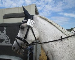 dressage horse Aswana (Shagya Arabian, 1999, from Arcas)