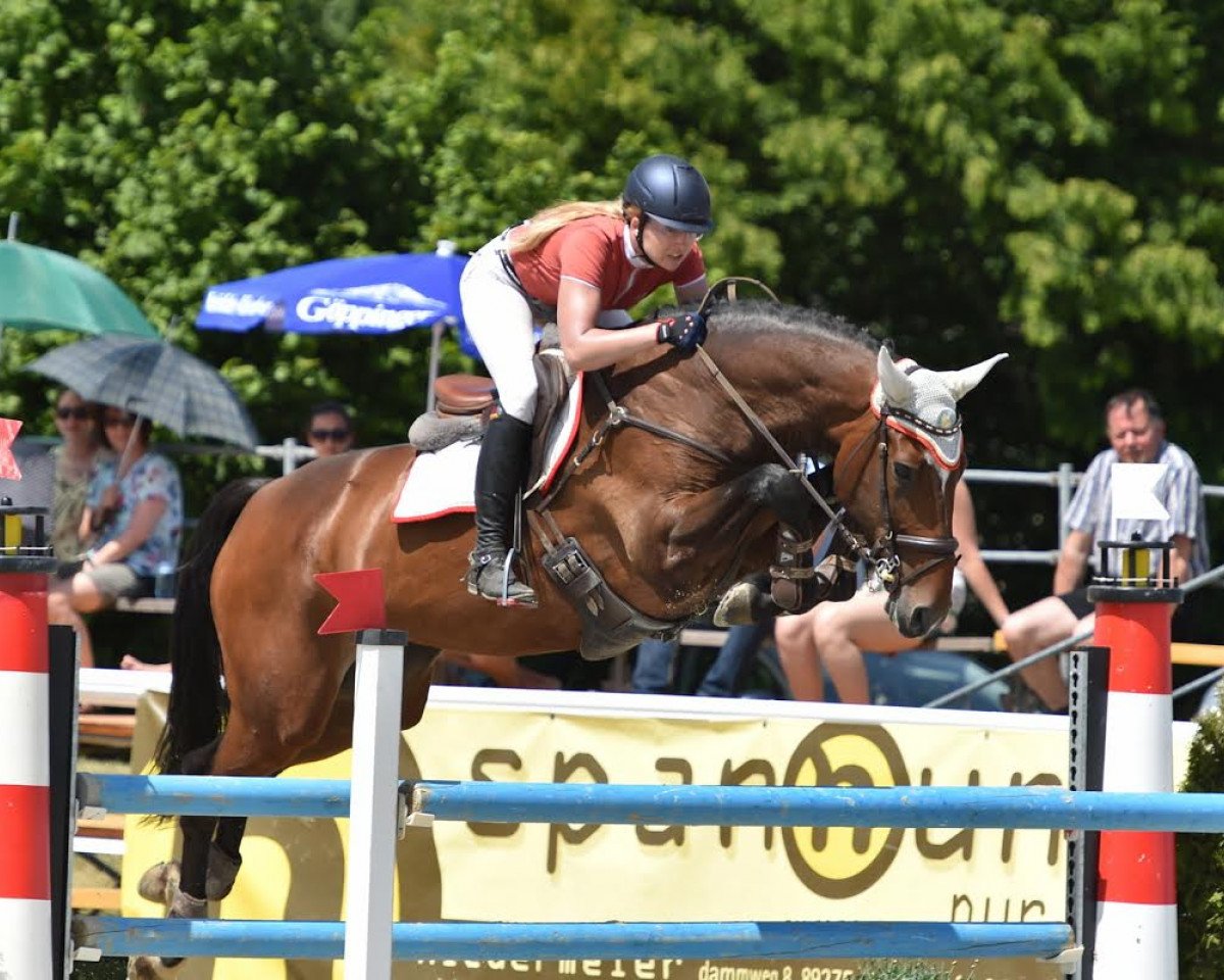 jumper Cerafina 12 (Oldenburg, 2008, from Quite Magic)