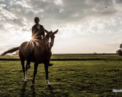 Zuchtstute Curly Sue Bartender (Quarter Horse, 2006, von Genuine Bartender)