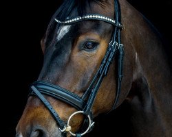 dressage horse Samson 501 (German Sport Horse, 2006, from Sommerhit)