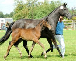 dressage horse Diva Romantica 2 (Oldenburg, 2008, from Don Romantic)