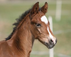 dressage horse Certaldo (Westphalian, 2009, from Helenenhof's Carabas)