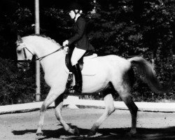 dressage horse Farah Diva 12 (Hanoverian, 2006, from Falsterbo)