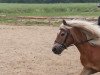 Dressurpferd Starlight (Haflinger, 1992, von Strato)