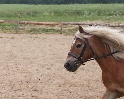 dressage horse Starlight (Haflinger, 1992, from Strato)