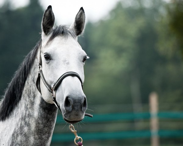 broodmare Constance (Oldenburg show jumper, 2006, from Contendro I)