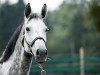 broodmare Constance (Oldenburg show jumper, 2006, from Contendro I)