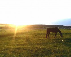 dressage horse Holivia (Oldenburg, 2010, from Heart and Soul)