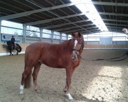 dressage horse Florio S (Oldenburger, 2006, from Florestan I)