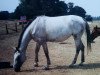 broodmare Gallia (Hanoverian, 1987, from Gimpel)