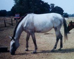 broodmare Gallia (Hanoverian, 1987, from Gimpel)