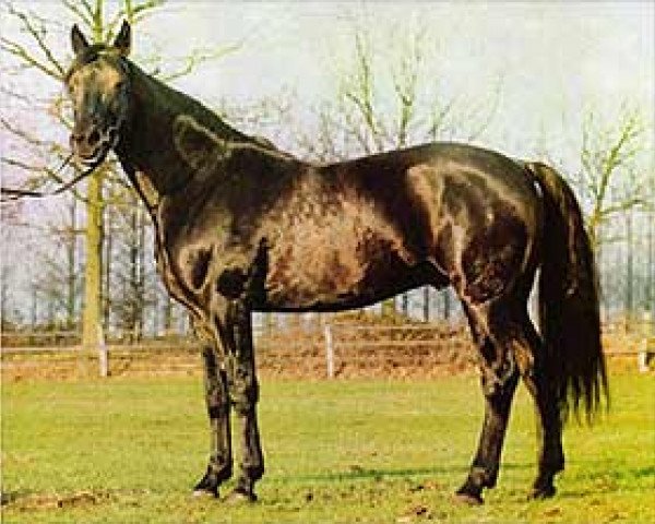 stallion Niton (DE) (German trotters, 1978, from Corsaro (DE))