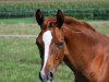 dressage horse Farino 122 (Westphalian, 2015, from Fürst Piccolo)