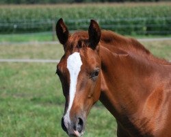 dressage horse Farino 122 (Westphalian, 2015, from Fürst Piccolo)