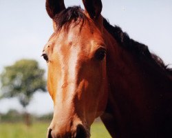 broodmare Liza (Hanoverian, 1992, from Loredo)