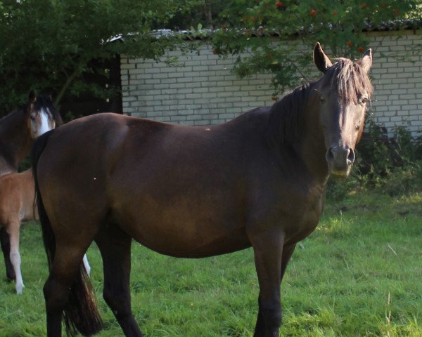 broodmare Candy (German Riding Pony, 2005, from Viktoria's Colano)