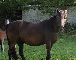 broodmare Candy (German Riding Pony, 2005, from Viktoria's Colano)