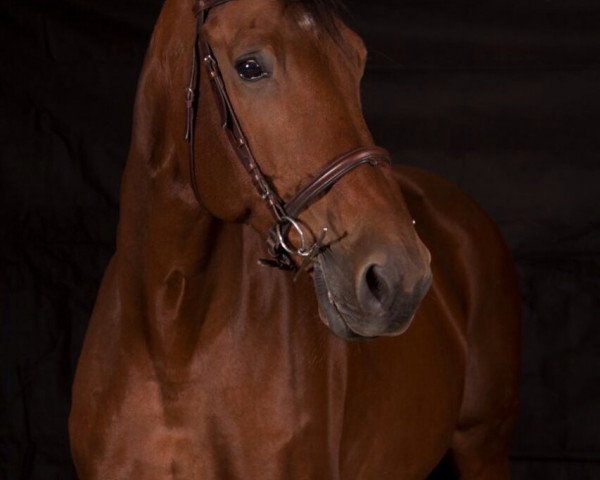 horse Guiness 37 (Westphalian, 1995, from Gaudeamus)