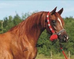 broodmare Camar Gaziyah ox (Arabian thoroughbred, 2002, from El Nabila B ox)