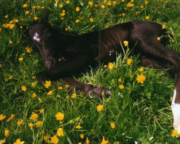 horse B-Fagur TR (German Riding Pony, 1999, from Bariton)