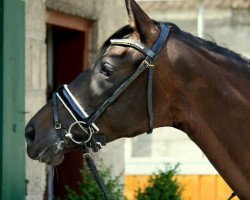 broodmare Felice Noir (Oldenburg, 2010, from Fürstenball)