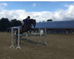 Springpferd In Sorte Diaboli (Norwegisches Warmblut, 2008, von Quidam de Revel)