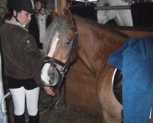 horse Gino (Welsh-Pony (Section B), 2003, from Seaholm Gigolo)