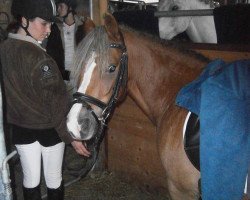 horse Gino (Welsh-Pony (Section B), 2003, from Seaholm Gigolo)