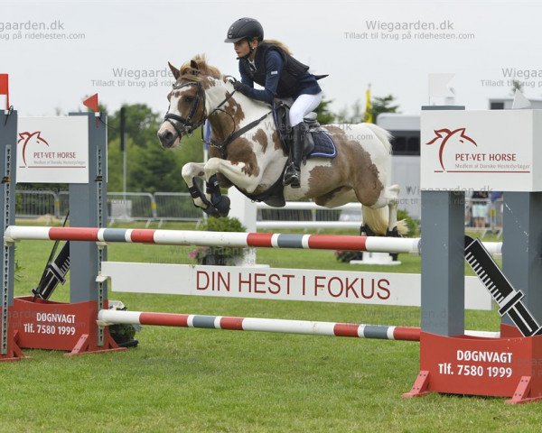 Pferd Janika (Deutsches Reitpony, 1997, von Costa)