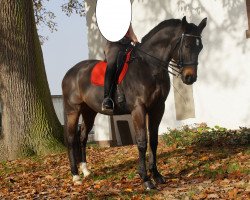 dressage horse Ballantines 19 (Hanoverian, 2004, from Buddenbrock)