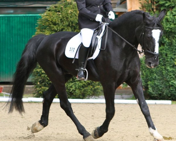 dressage horse Gipsy 300 (unknown, 1992)