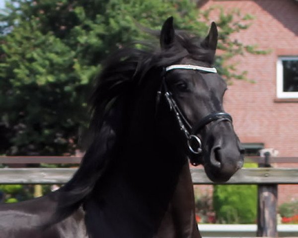 broodmare Nienke (Friese, 2012, from Wimer)