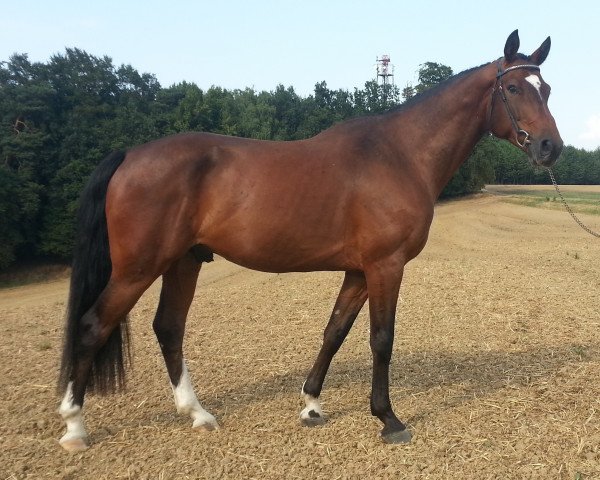 horse Cardo Courage (Bavarian, 2009, from Carlando I)