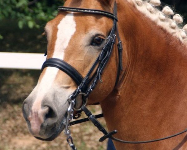 dressage horse Valentino 213 (Haflinger, 2000, from Steinach)