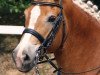 dressage horse Valentino 213 (Haflinger, 2000, from Steinach)