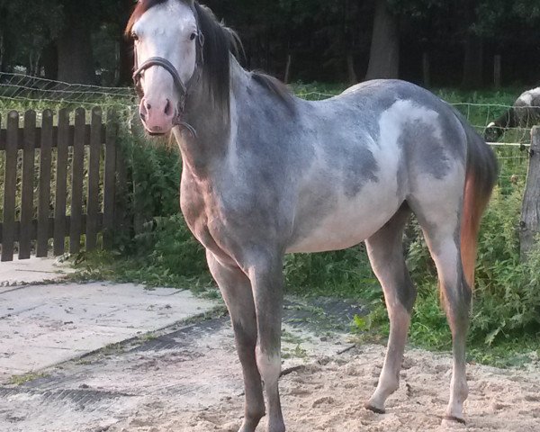 horse Macho (Arabian, 2013, from Ma Sure To Win)