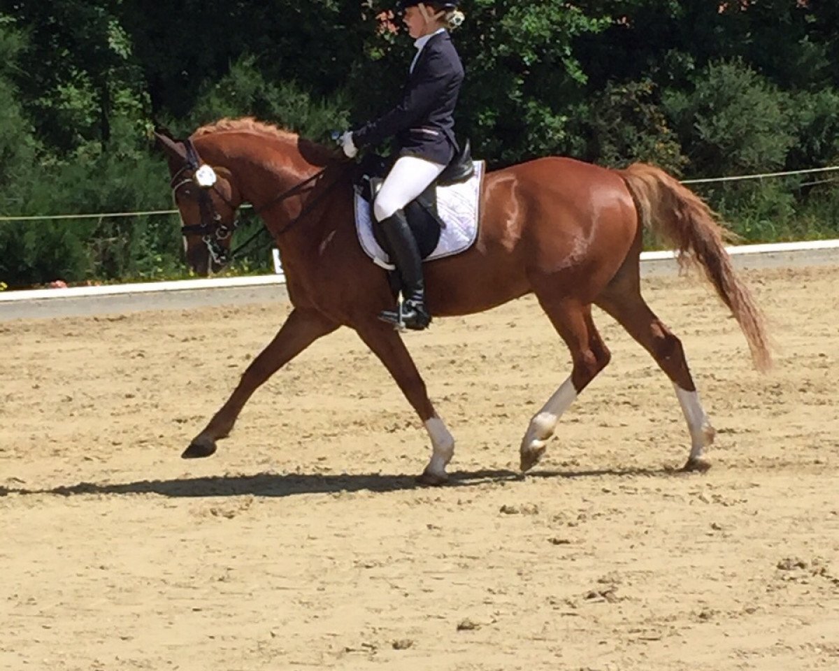 Dressurpferd Doctore 3 (Deutsches Reitpony, 2006, von HB Daylight)