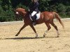 dressage horse Doctore 3 (German Riding Pony, 2006, from HB Daylight)