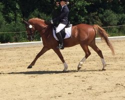 dressage horse Doctore 3 (German Riding Pony, 2006, from HB Daylight)