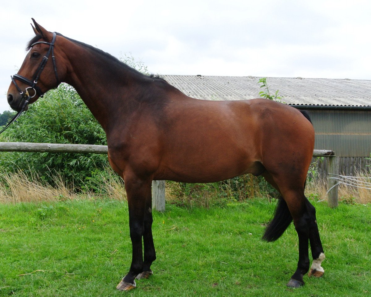 Dressurpferd Red Zac 4 (Hannoveraner, 2002, von Regazzoni)