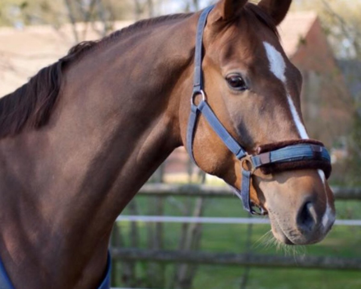 Springpferd San Salvadore 2 (Oldenburger Springpferd, 2008, von Sandro Boy)