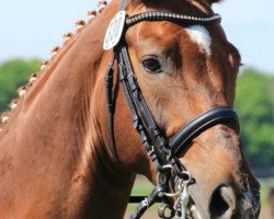 dressage horse Fanconi 3 (Rhinelander, 2007, from Fuchsberger)