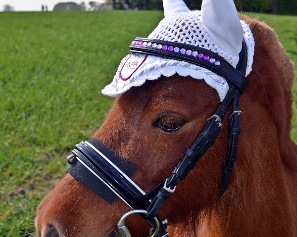 Pferd Meister Yoda (Shetland Pony (unter 87 cm), 2010)