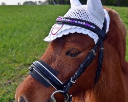 horse Meister Yoda (Shetland pony (under 87 cm), 2010)